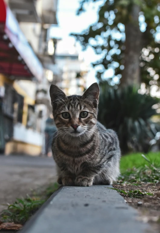 a gray and black cat on sidewalk next to house