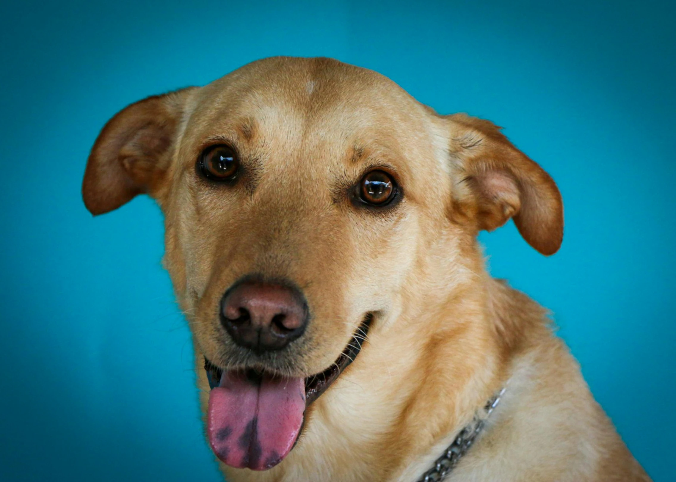 a close up po of a dog with his tongue out