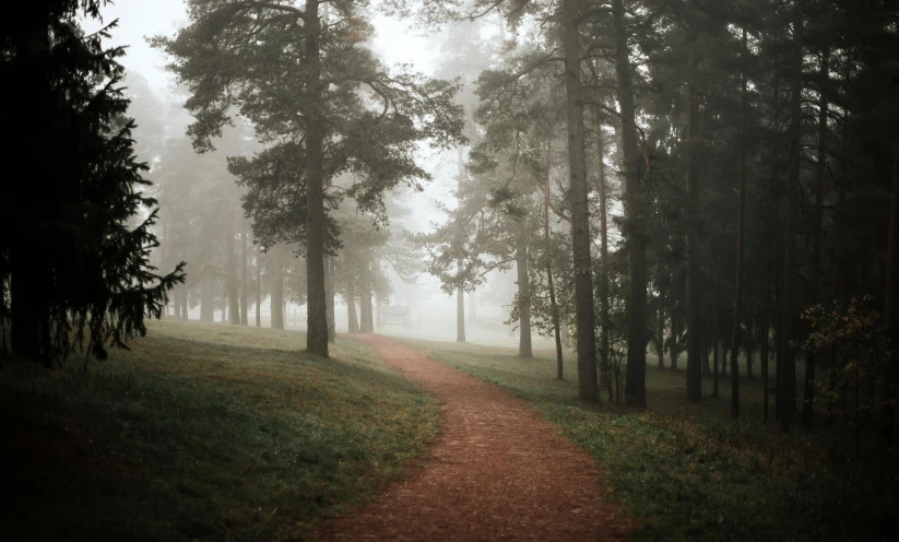 a foggy path leading to the woods