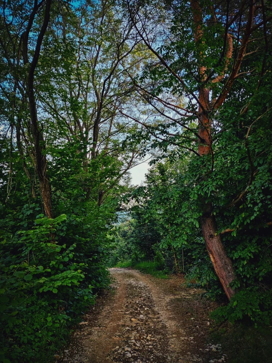 a narrow road in the woods with trees lining both sides