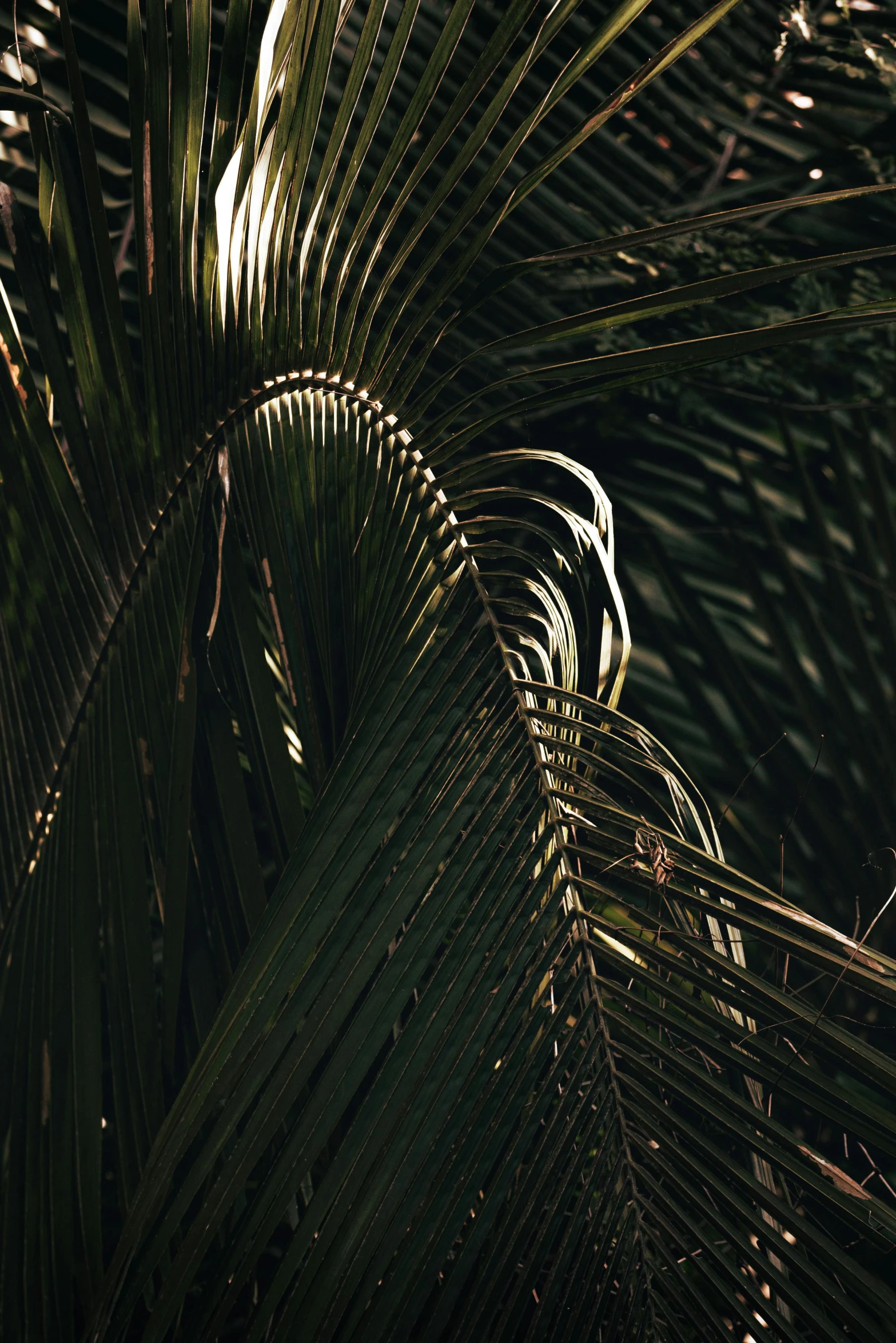 a palm tree with the sun shining through