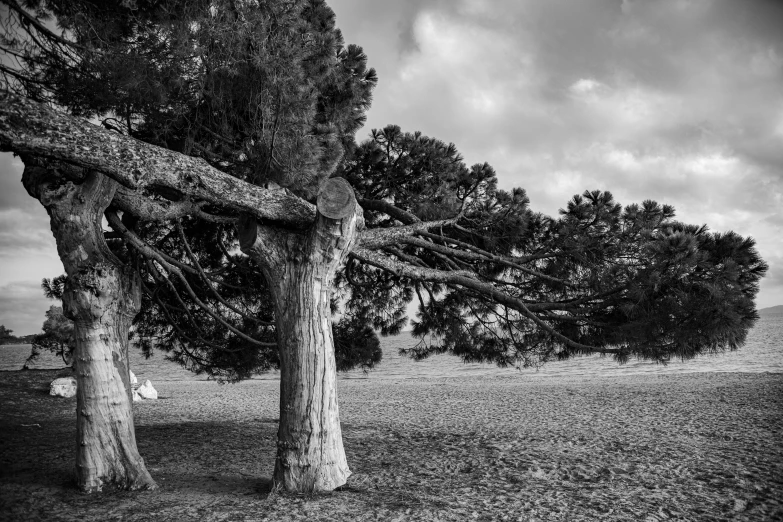 two trees with large trunks next to some clouds