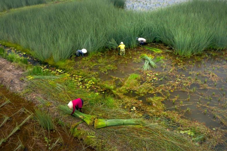 three people stand in the middle of water and grass, looking over dead plants