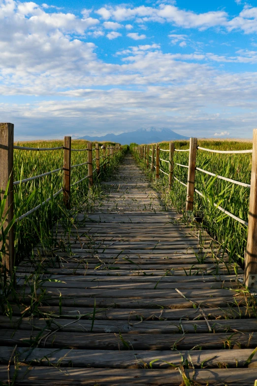 a walkway made out of boards through a corn field