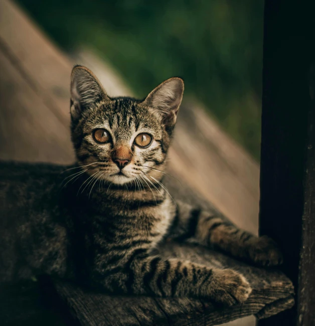 a cat sitting on a wood table staring at the camera