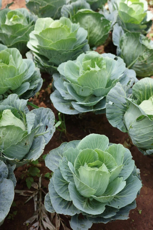 many green plants with large leaves in dirt