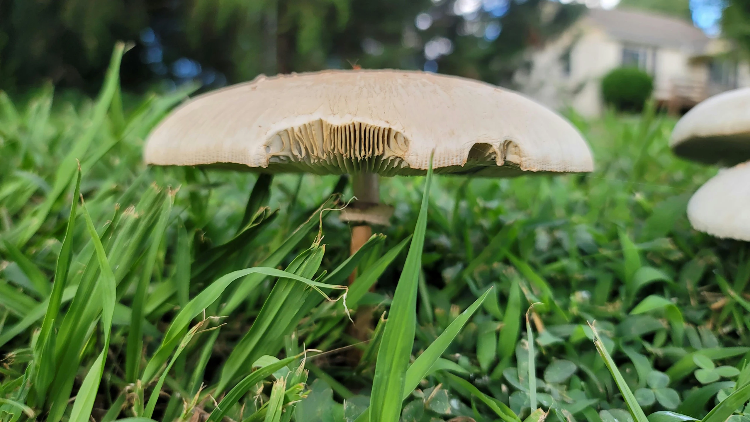 the mushroom is in the tall grass by the house