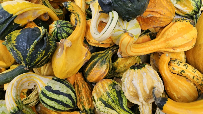 large group of cut up autumn squash and squash