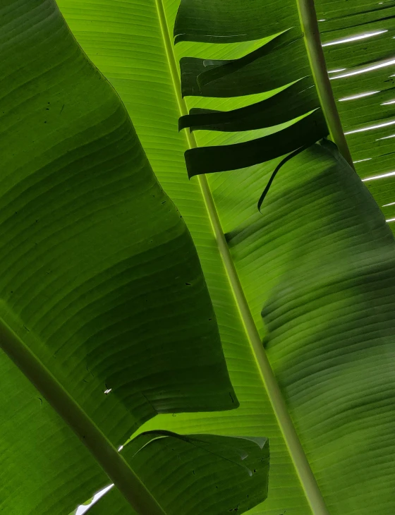 the side of a leaf that is green