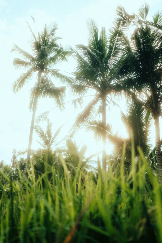 green grass and trees blowing in the wind