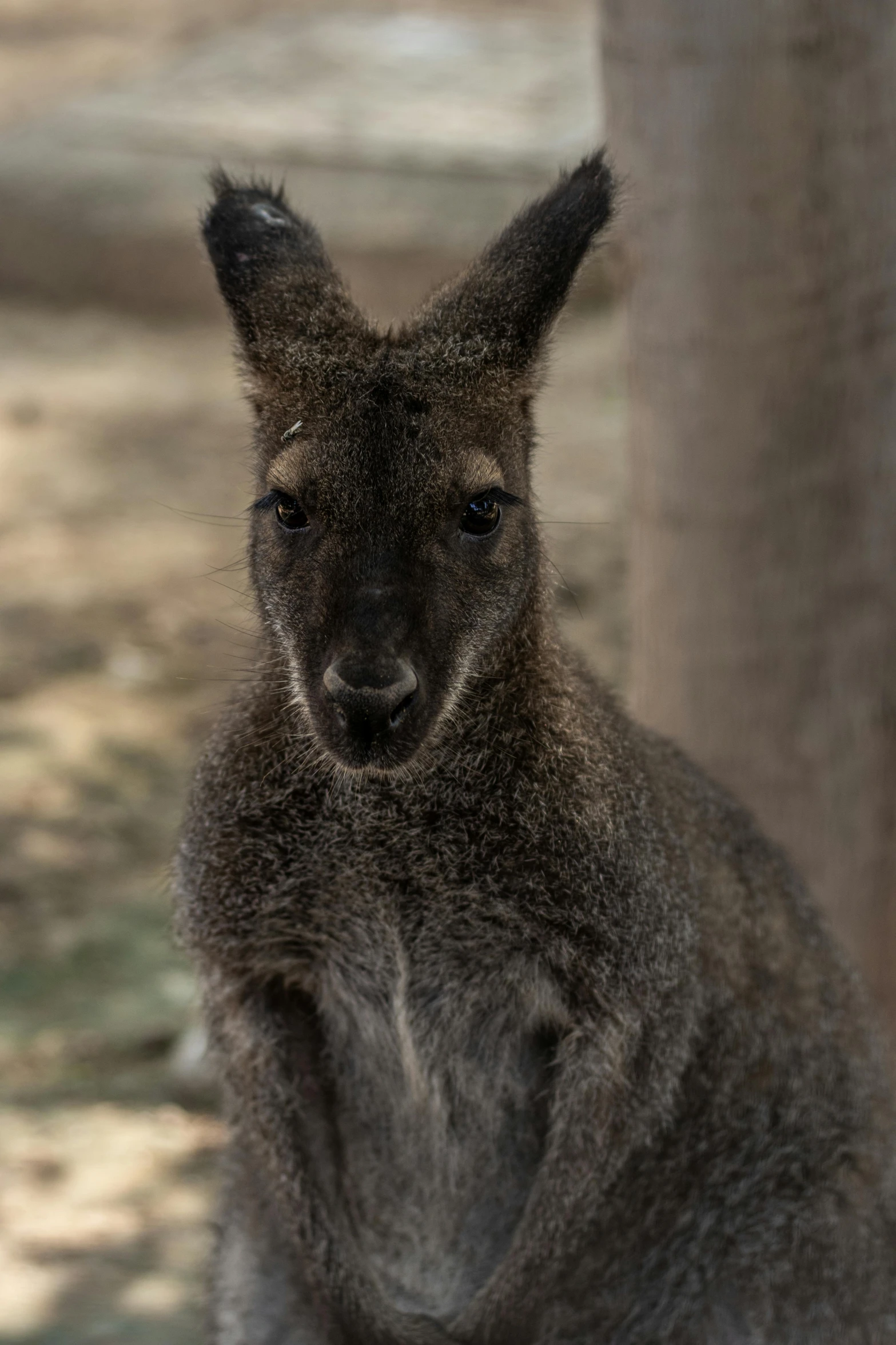 an image of a grey kangaroo standing by a tree