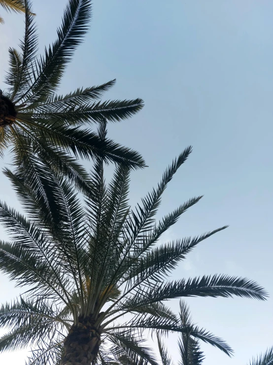 a view of two palm trees against a blue sky