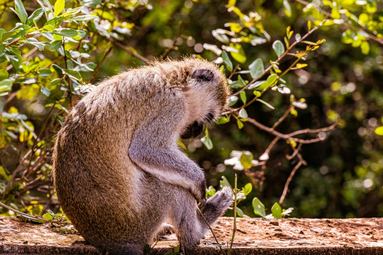 a small monkey is eating a plant in front of trees