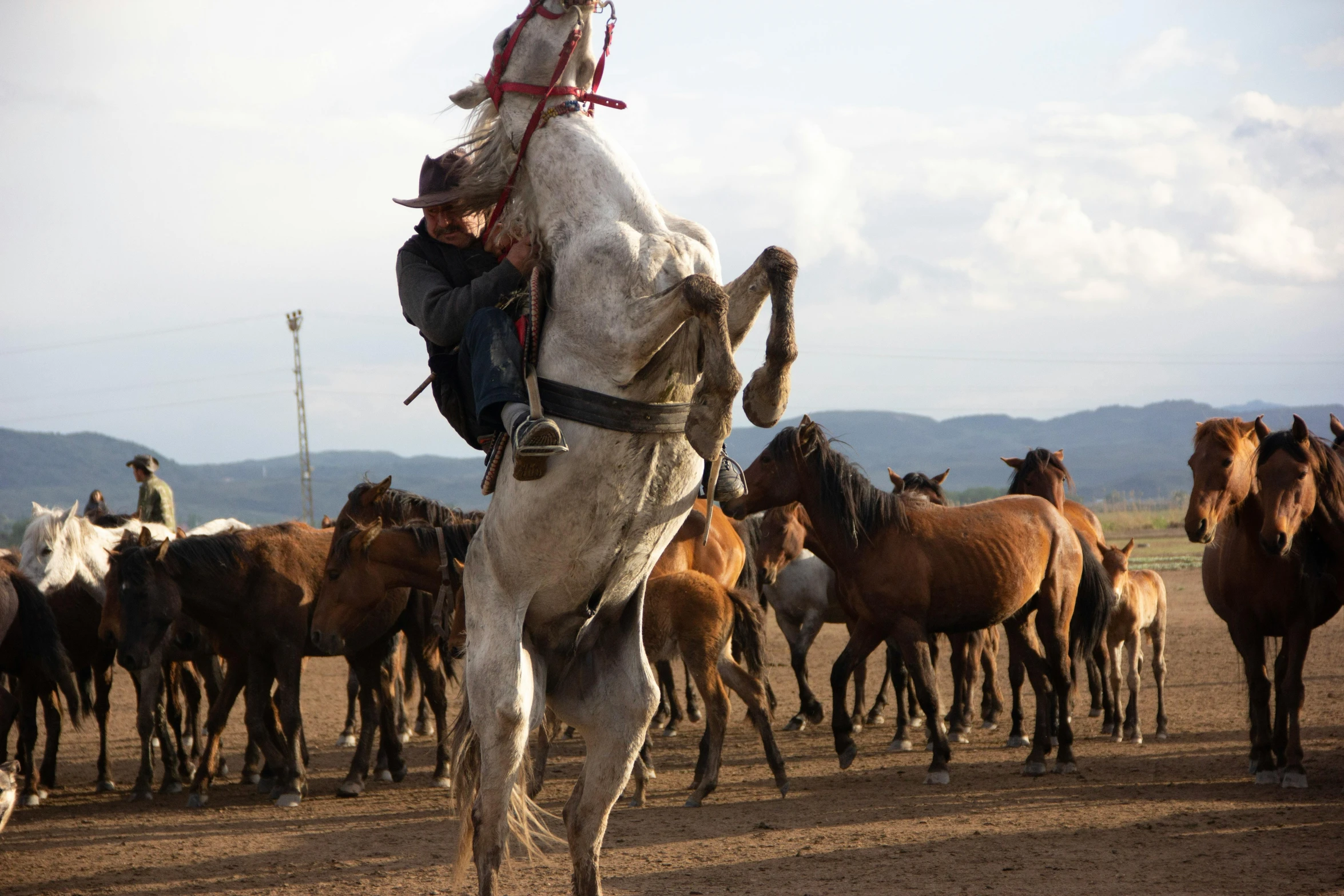 man on back of horse while all the other horses look on