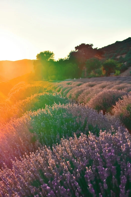 purple and lavender plants growing beside each other