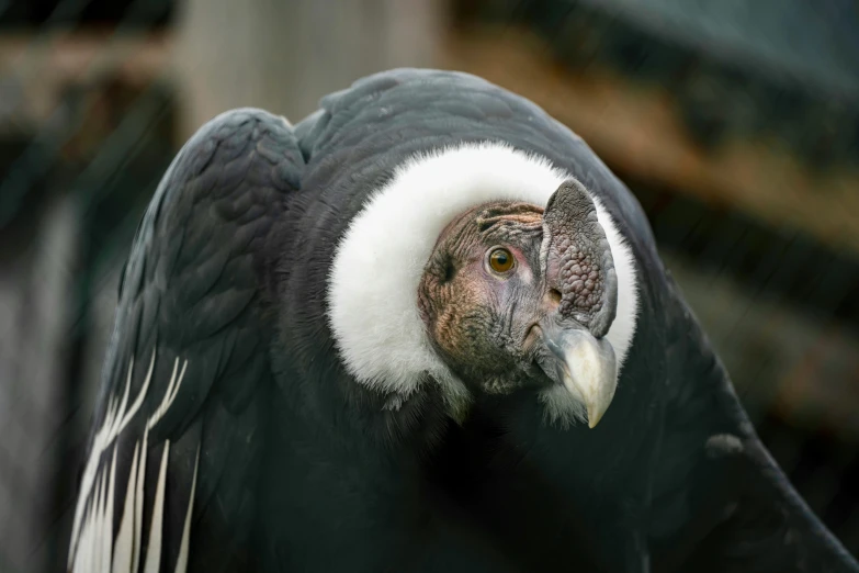 a large black and white bird with long wings