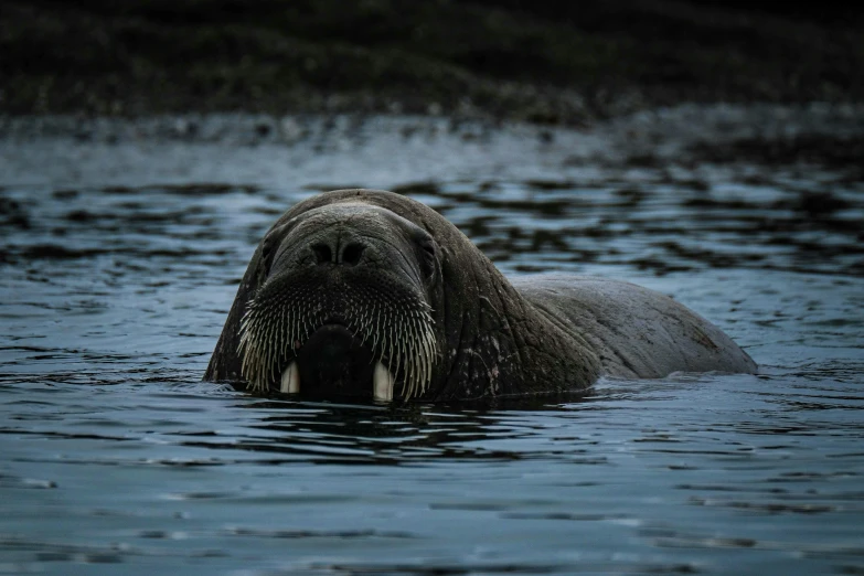 a grey elephant with his mouth open swims through the water