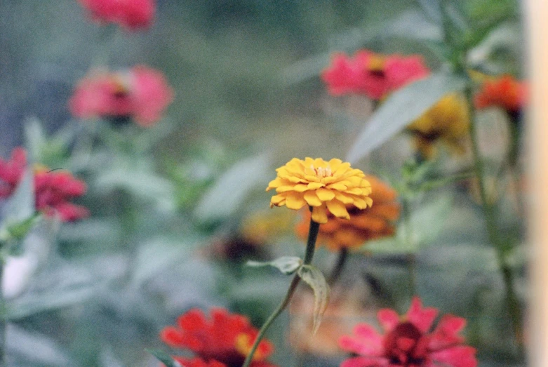 flowers of various types are arranged and framed in a blurry po