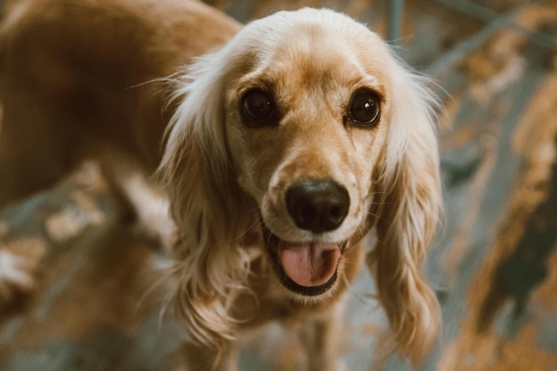 a golden retriever dog with it's mouth open