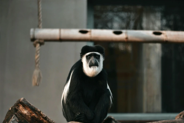 a black and white monkey on a tree nch