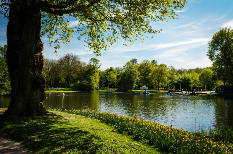 a scenic park with a body of water near many trees