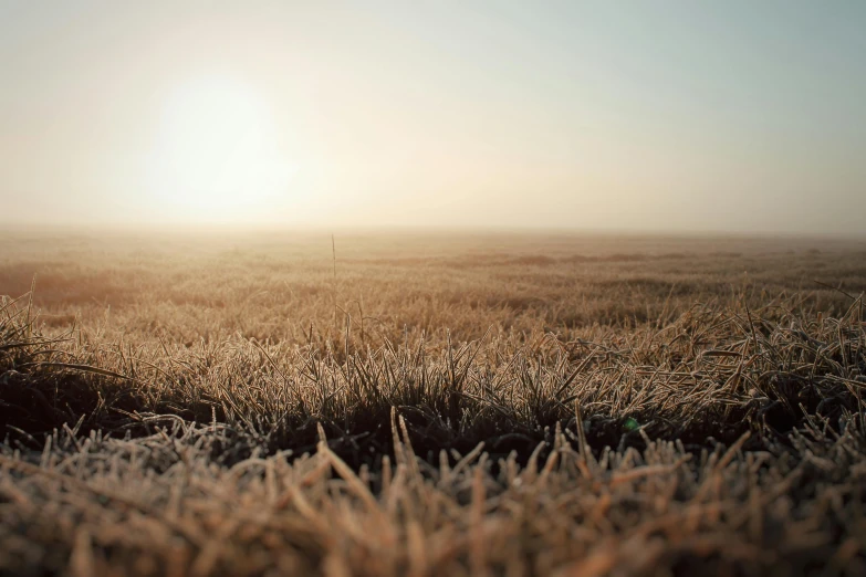 grass and grass covered with morning dew at the edge of a plain