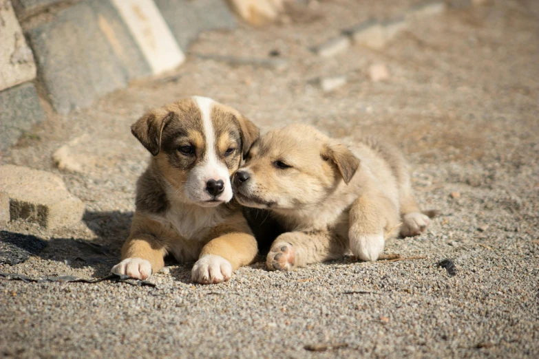 two small puppies are on the ground next to each other