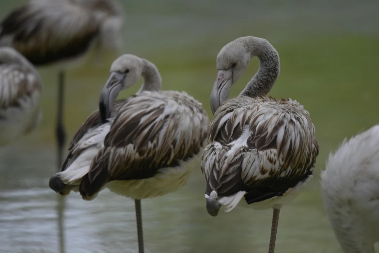 a flock of water birds standing next to each other