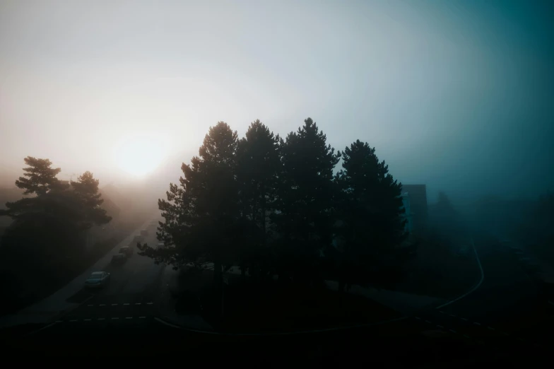 trees and the fog around them on a misty morning