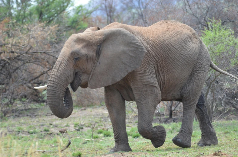 an elephant with its head down walking on a field