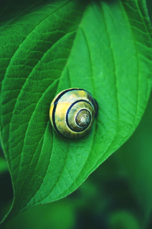 a snail on green leaves, with dark background