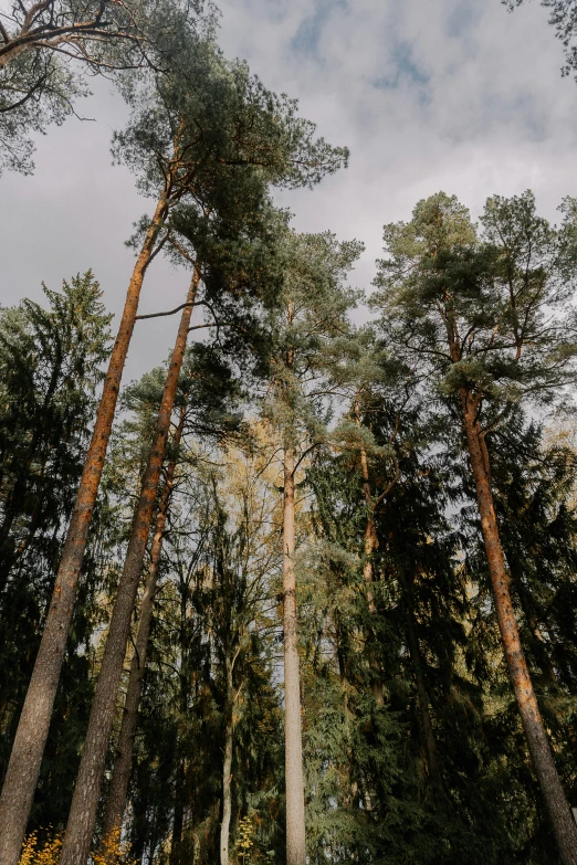 looking up into the tall trees of a wooded area