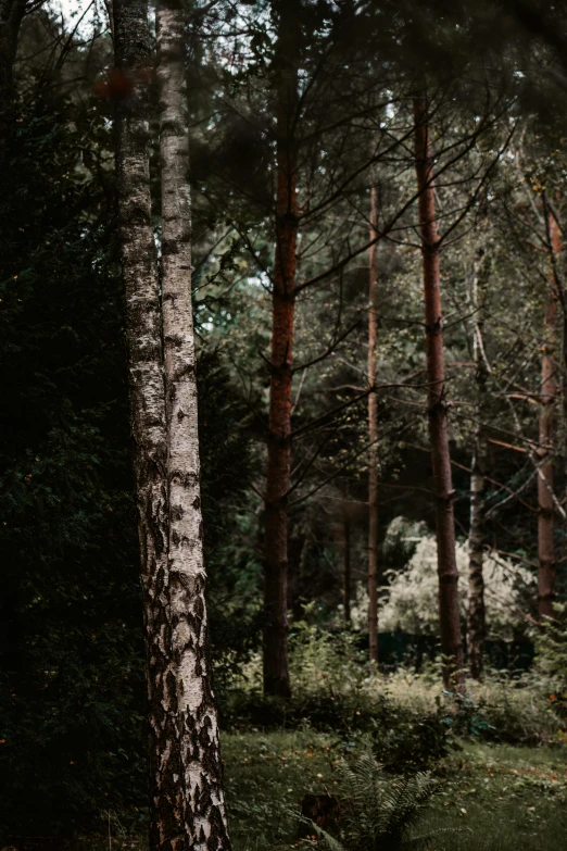 a dark po of a forested area that shows a patch of grass and several tall trees