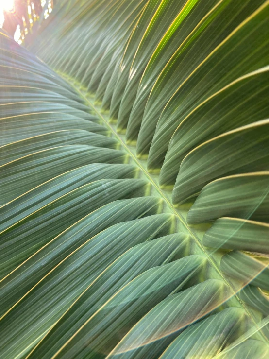 green leaf close up s in the sunlight