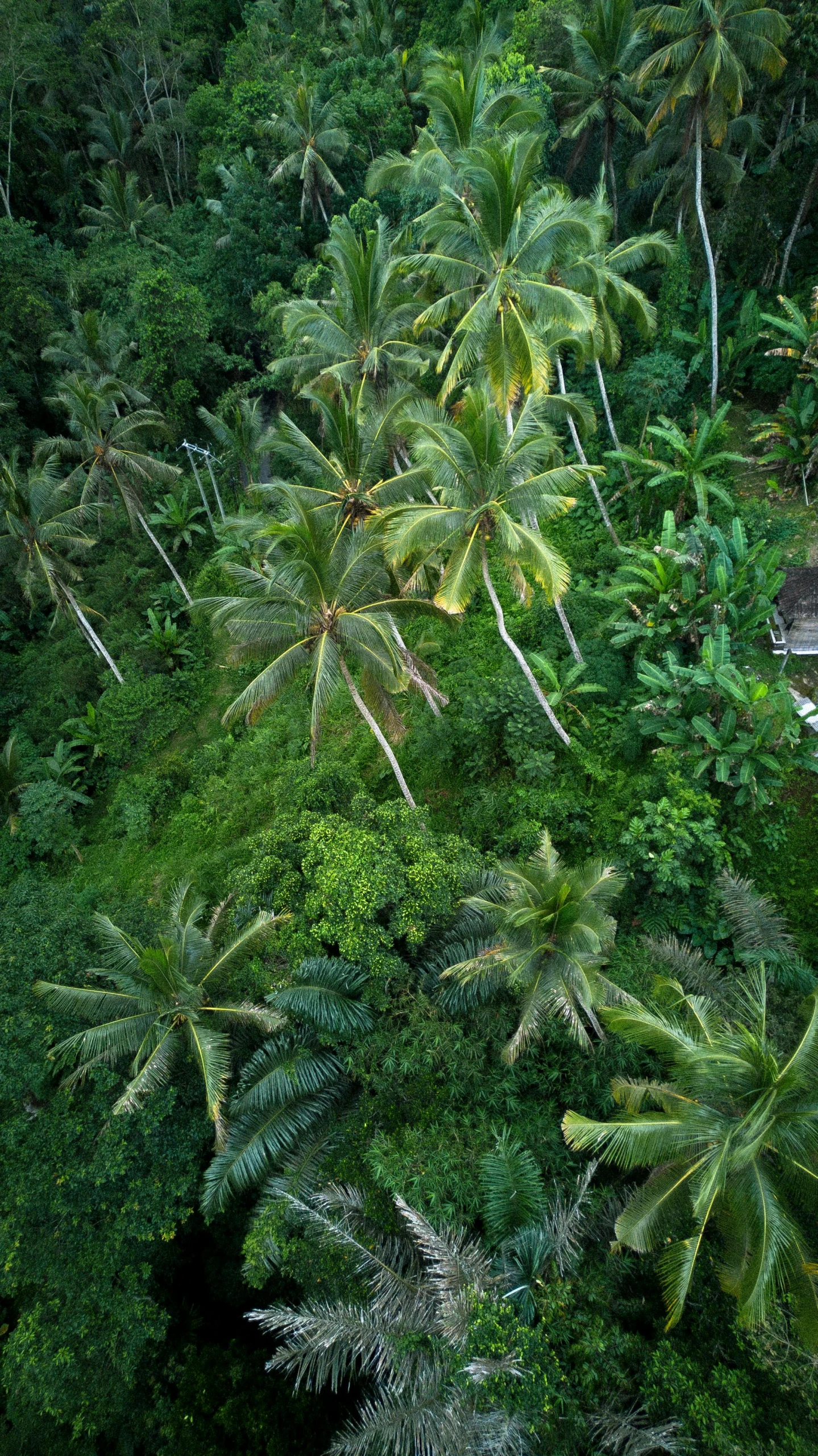 several green trees and bushes that are by the water