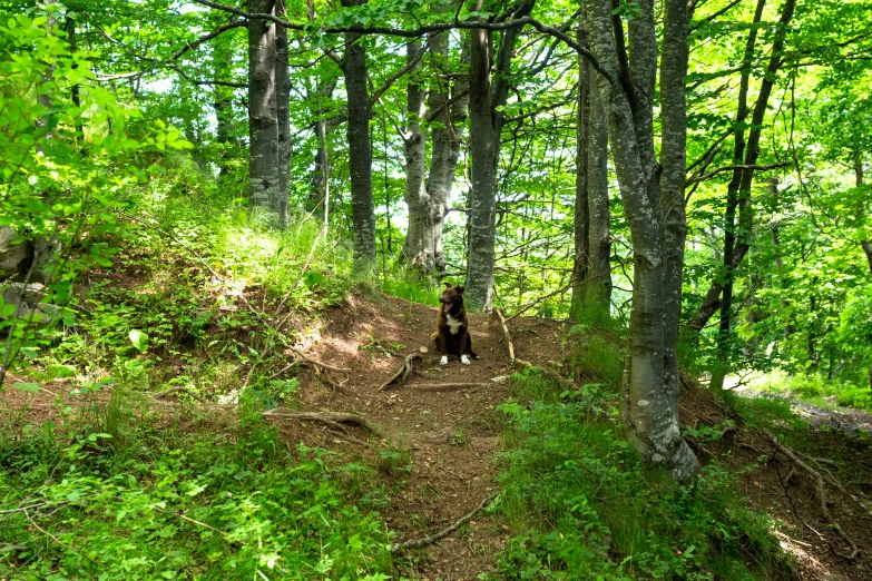 a bear that is standing in the middle of a dirt road