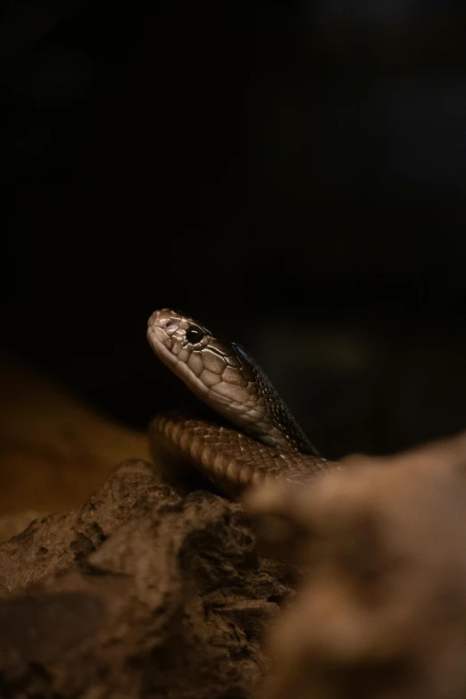 a close up of a small snake near a person