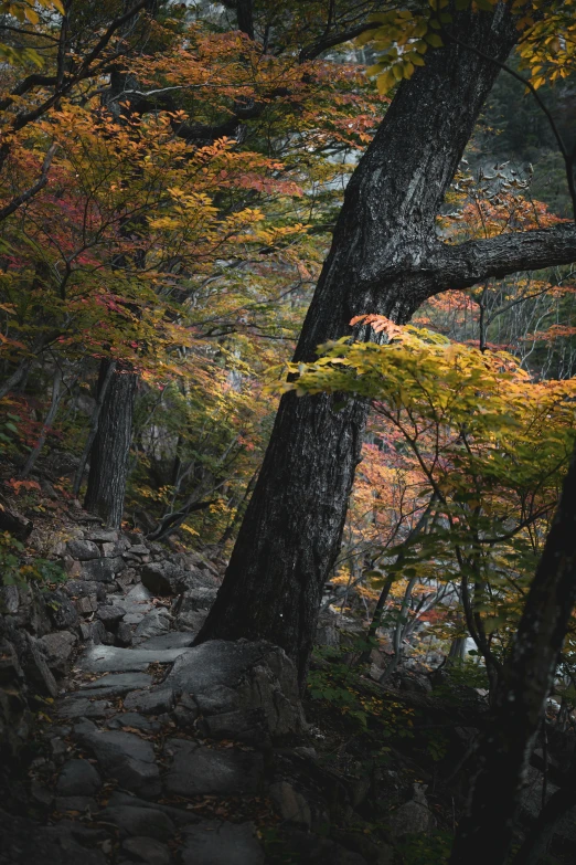 a path through the woods during autumn