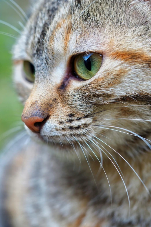 a close up of a cat's face with grass in the background