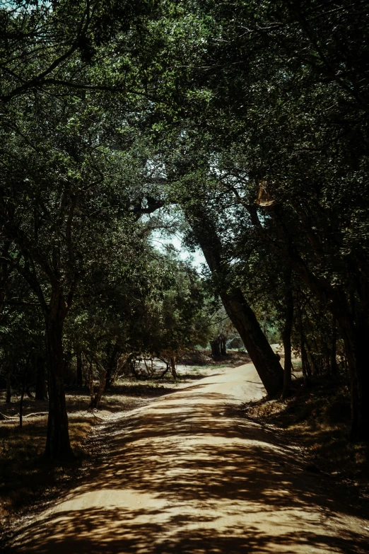 a dirt road with green trees along side it