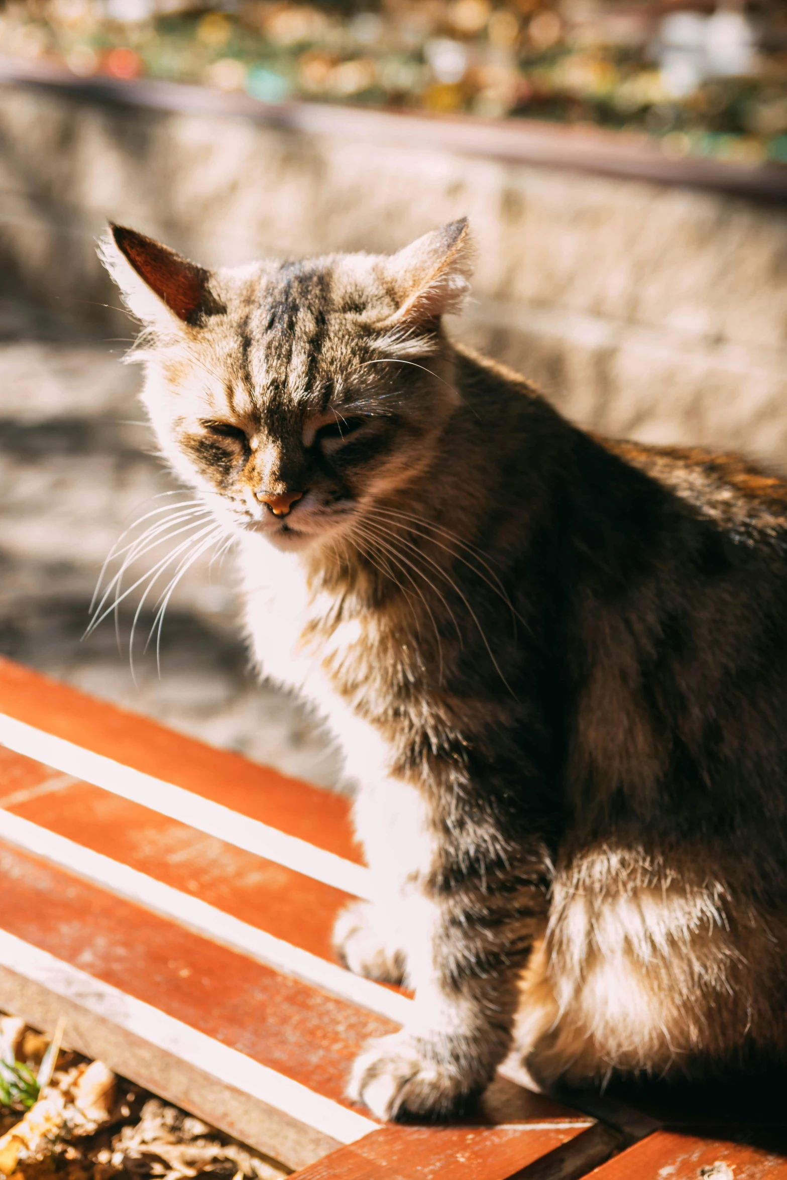 a tabby cat sitting on top of a wooden bench