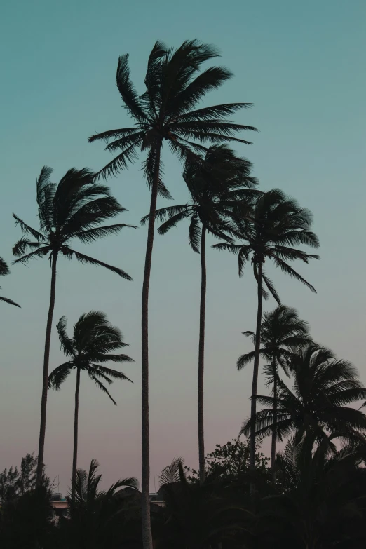 palm trees silhouetted against the dusk sky in hawaii