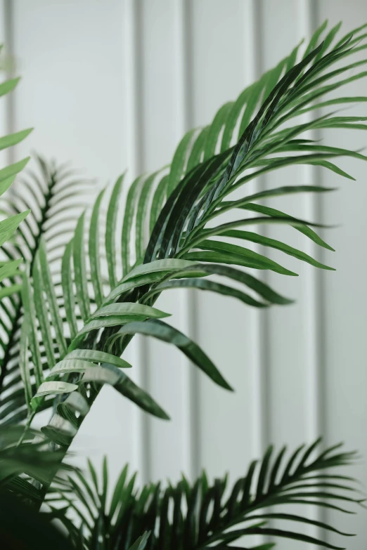 a close up view of the top of a plant