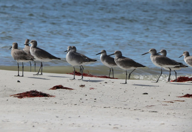 a flock of seagulls standing on top of a sandy beach