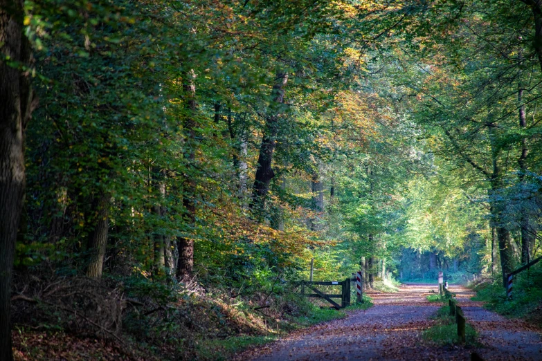 an old dirt road runs through a forest