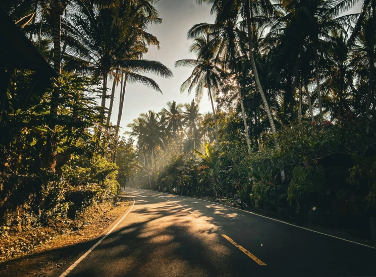 a road is surrounded by lots of trees