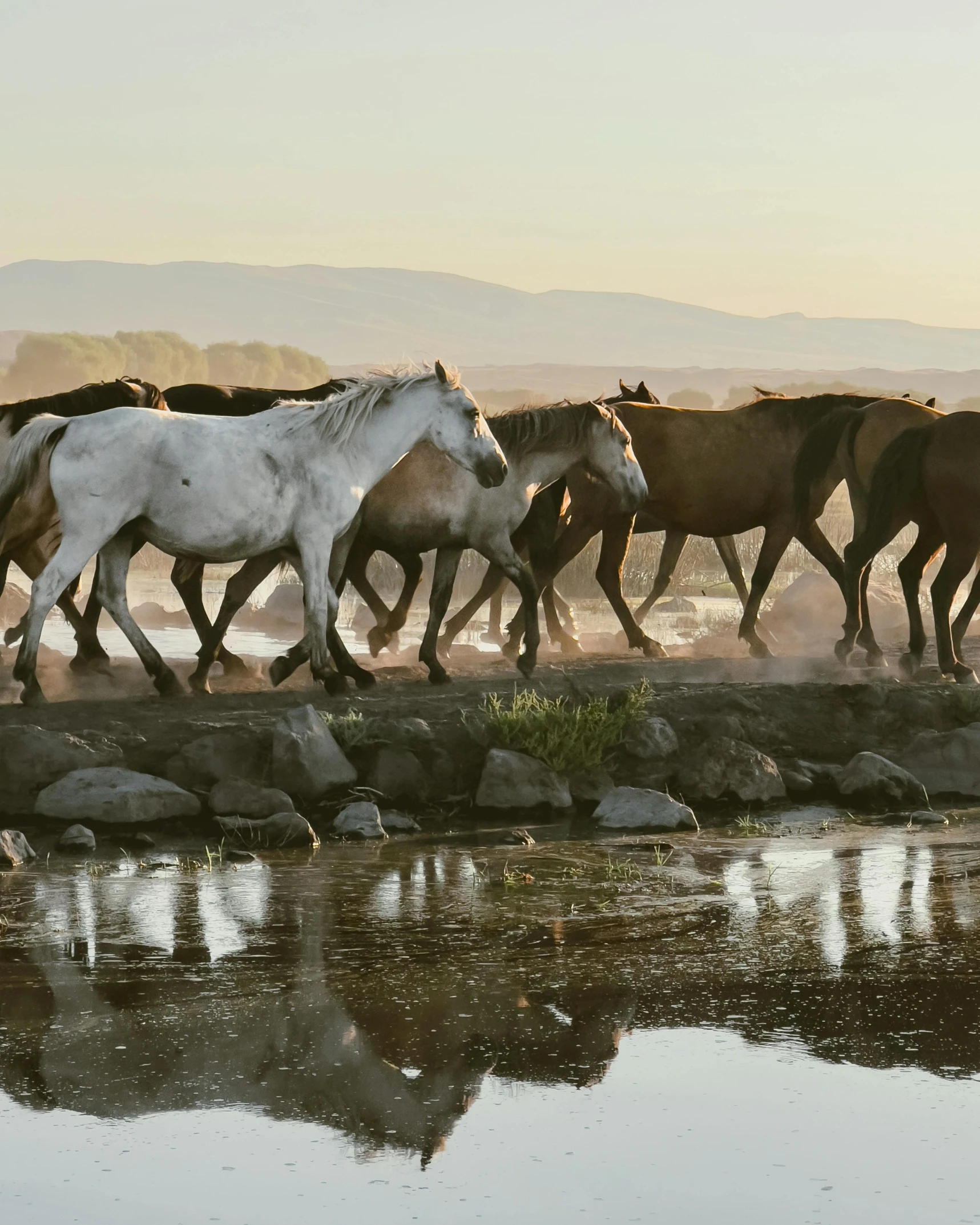 a group of horses running down the water