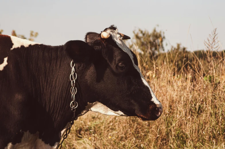 a black and white cow standing in a field