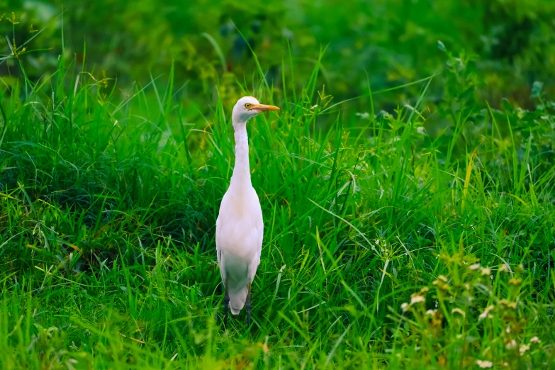 a white bird standing in the middle of tall grass