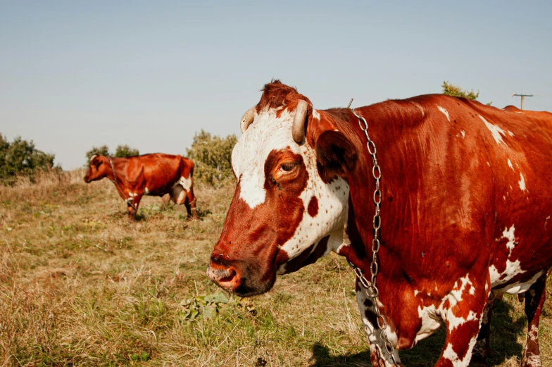 there is a brown cow with white spots in the grass